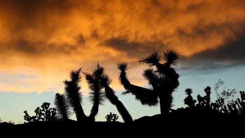 Today, the White House created three new national monuments in the California desert, adding nearly 1.8 million acres to one of the largest and most pristine swaths of protected land in the Lower 48. The new monuments—Sand to Snow, Mojave Trails, and Castle Mountains—are more than the lifeless desert you might imagine. They’re biologically rich, providing important habitat for migrating birds and iconic species like desert bighorn sheep, mountain lions, and desert tortoise. “Those pieces together create one of the world’s greatest desert preserves and, I would argue, one of the most beautiful,” says nature photographer David Lamfrom, director of the National Parks Conservation Association’s desert and wildlife program for California. After Senator Dianne Feinstein’s proposed legislation to protect the lands stalled out in Congress, she asked President Obama last October to use his authority under the 1906 Antiquities Act to designate the three areas as national monuments. More than 3 million people visited the California desert last year; Lamfrom says he hopes the announcement will inspire more people to visit these lesser-known spots.
Photo: The smallest of the three new monuments, the Castle Mountains are at the eastern edge of the state, about 100 miles east of Las Vegas. Driving from Los Angeles, the quickest way in is to dip into Nevada and then cut back across the border. However you get there, you’ll find a landscape unlike any other in the state, Lamfrom says—a lush grassland, fed by summer monsoon rains. “It’s almost like a picture of Africa,” he says. “But instead of acacia you get Joshua trees.”