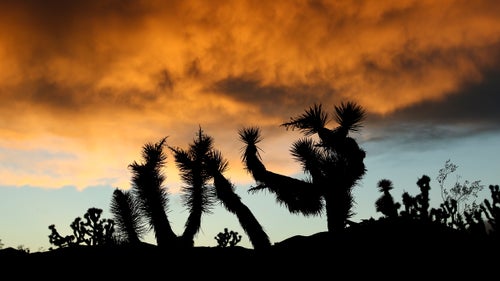 Today, the White House created three new national monuments in the California desert, adding nearly 1.8 million acres to one of the largest and most pristine swaths of protected land in the Lower 48. The new monuments—Sand to Snow, Mojave Trails, and Castle Mountains—are more than the lifeless desert you might imagine. They’re biologically rich, providing important habitat for migrating birds and iconic species like desert bighorn sheep, mountain lions, and desert tortoise. “Those pieces together create one of the world’s greatest desert preserves and, I would argue, one of the most beautiful,” says nature photographer David Lamfrom, director of the National Parks Conservation Association’s desert and wildlife program for California. After Senator Dianne Feinstein’s proposed legislation to protect the lands stalled out in Congress, she asked President Obama last October to use his authority under the 1906 Antiquities Act to designate the three areas as national monuments. More than 3 million people visited the California desert last year; Lamfrom says he hopes the announcement will inspire more people to visit these lesser-known spots.
Photo: The smallest of the three new monuments, the Castle Mountains are at the eastern edge of the state, about 100 miles east of Las Vegas. Driving from Los Angeles, the quickest way in is to dip into Nevada and then cut back across the border. However you get there, you’ll find a landscape unlike any other in the state, Lamfrom says—a lush grassland, fed by summer monsoon rains. “It’s almost like a picture of Africa,” he says. “But instead of acacia you get Joshua trees.”