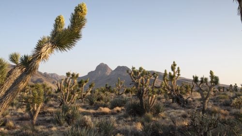 This is the eastern edge of the world’s biggest Joshua tree forest, Lamfrom says. The iconic yucca is mixed here with two other like species, the Mojave yucca, and the banana yucca, all of them unusually well-watered. “Thirty-foot Joshua trees, barrel cacti taller than a man,” he says. “This is a great place to change people’s perspective of what the desert is.”