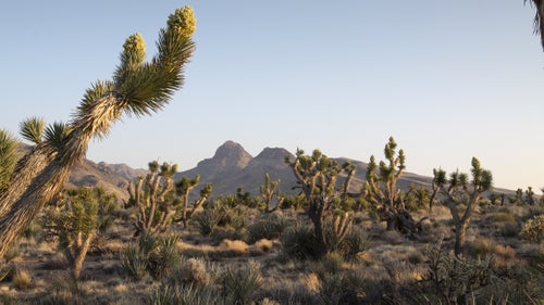 This is the eastern edge of the world’s biggest Joshua tree forest, Lamfrom says. The iconic yucca is mixed here with two other like species, the Mojave yucca, and the banana yucca, all of them unusually well-watered. “Thirty-foot Joshua trees, barrel cacti taller than a man,” he says. “This is a great place to change people’s perspective of what the desert is.”