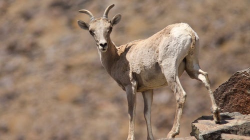 The Castle Mountains are also a great place to spot wildlife, says Dennis Schramm, former superintendent of Mojave National Preserve. “Bighorn sheep are regularly seen out there,” he says. Bighorn don’t jump fences, he says, making it critical to maintain barrier-free migration routes.