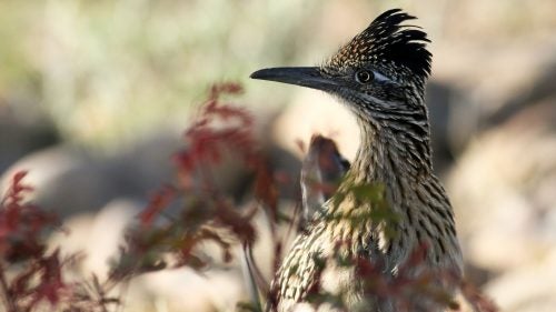 As with Castle Mountains, the idea of Sand to Snow is largely to preserve migration routes. The area world-famous among birders, and in the fall, Lamfrom says, visitors can see black bears and mountain lions that have come down from the peaks for water.