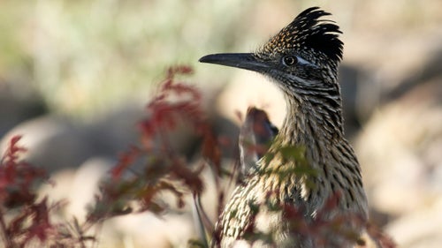 As with Castle Mountains, the idea of Sand to Snow is largely to preserve migration routes. The area world-famous among birders, and in the fall, Lamfrom says, visitors can see black bears and mountain lions that have come down from the peaks for water.