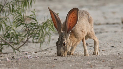 But wild doesn’t mean empty (as evidenced by this black tailed jackrabbit). The fight to get the three areas protected as monuments was largely in response to a number of proposals to use the Mojave as a center of what April Sall describes as “industrial-scale renewable energy.”