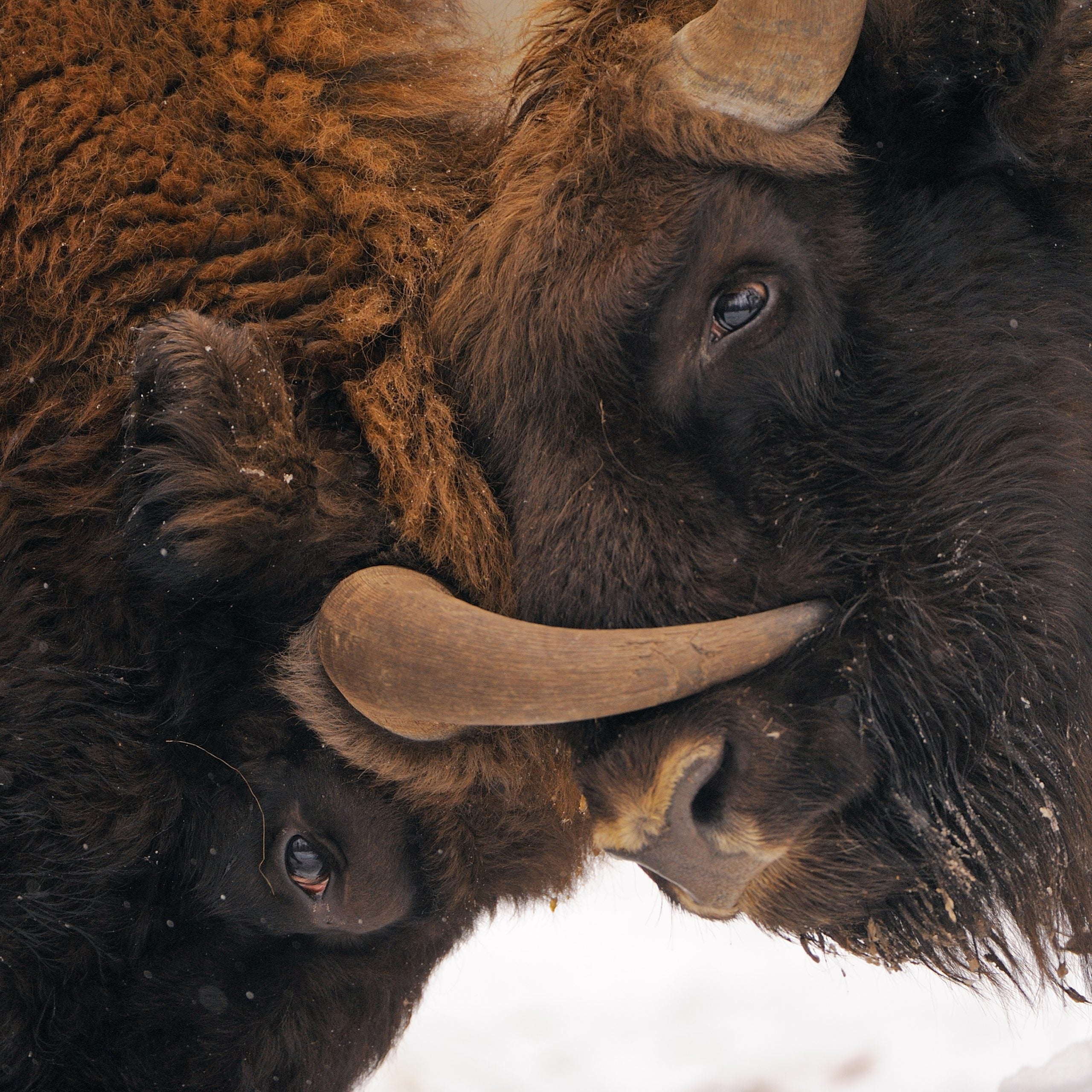 European bison (Bison bonasus) Bialowieza forest, Poland