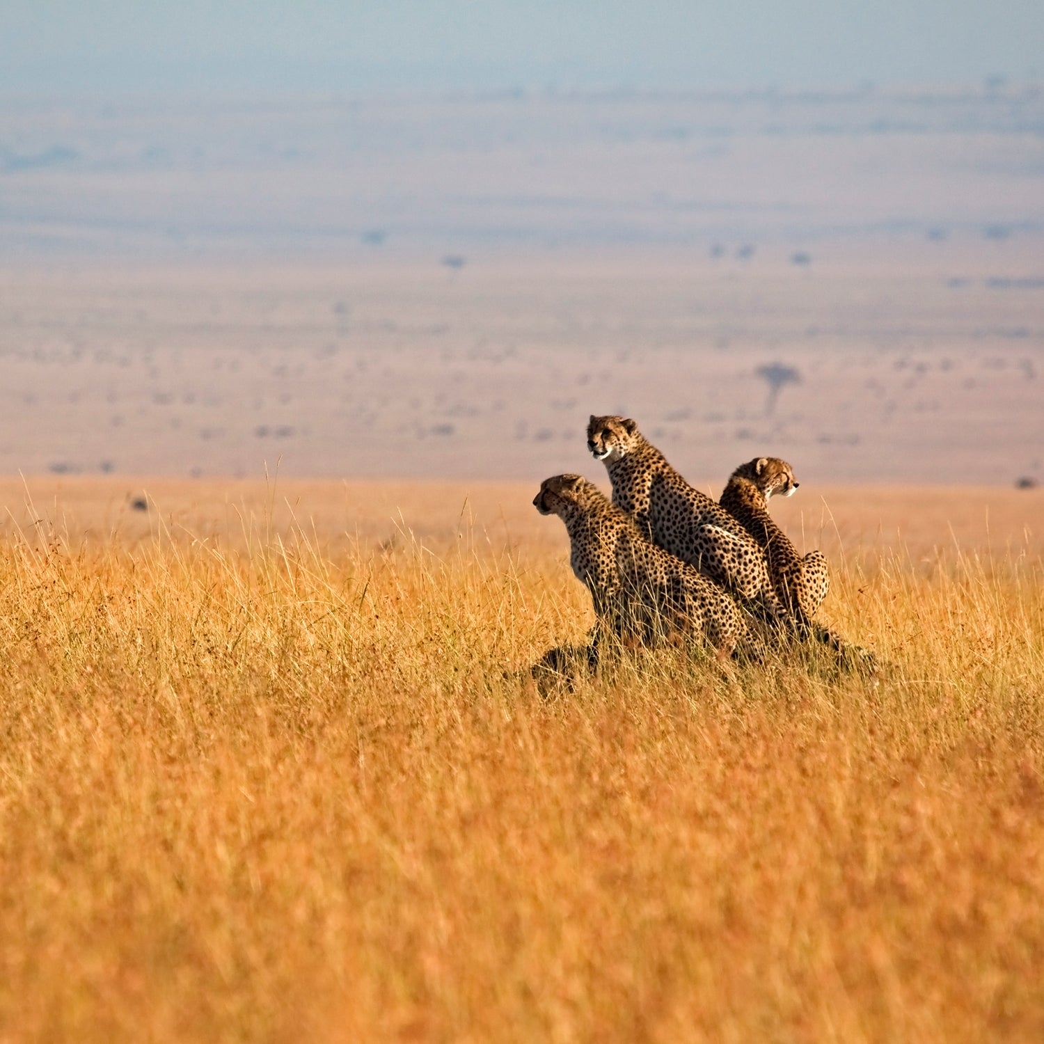 cheetahs experienced what is known as a genetic bottleneck.
