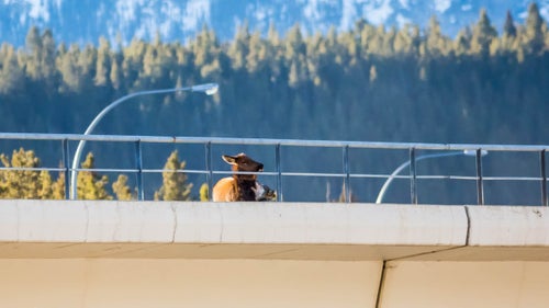 “Pulling off the road, I could see an elk from the shoulder up–the body blocked by the solid concrete side of the bridge,” Martin says.