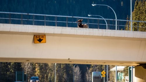 “The elk took a couple of paces, doubled back, and then repeated that a couple of times,” Martin says. “It seemed unusual behaviour so I trained my telephoto lens on her to have a better look. When I did, I couldn’t make out anything unusual, until a wolf’s head came into view when it leaped up and bit the elk’s neck.”