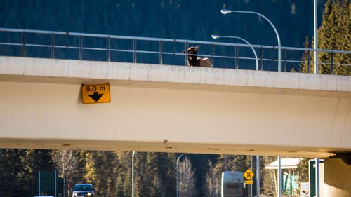 “The elk took a couple of paces, doubled back, and then repeated that a couple of times,” Martin says. “It seemed unusual behaviour so I trained my telephoto lens on her to have a better look. When I did, I couldn’t make out anything unusual, until a wolf’s head came into view when it leaped up and bit the elk’s neck.”