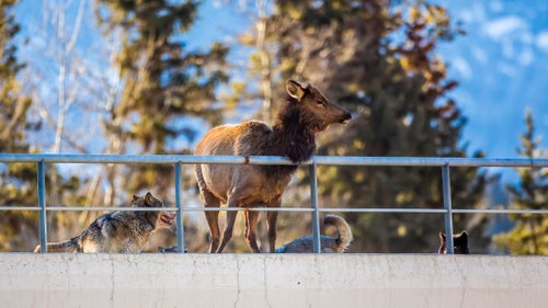 Martin ran up a small hill beside the bridge to get level with the animals. “As I did, I could see four wolves surrounding the elk,” he says. “I did not see what led to the elk being on the bridge but suspect it was herded there by the wolves.”