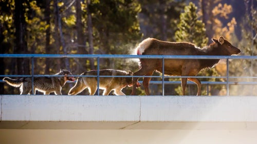 The attack lasted about seven minutes, Martin says. “The wolves alternated between attacking the animal and walling it in on the bridge.”