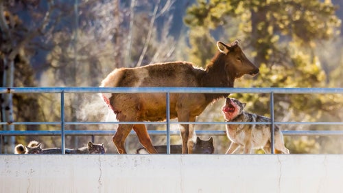 A large male wolf, likely the alpha, attacked the elk’s face and neck, while the other wolves alternated lunges.