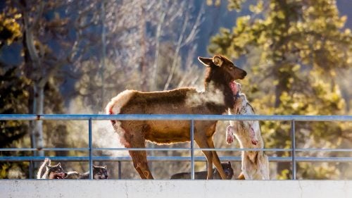It was about 5 degrees Fahrenheit at 10 a.m. when Martin came across the attack. Heat can be clearly seen escaping from the elk’s wounds and the animals’ breaths.