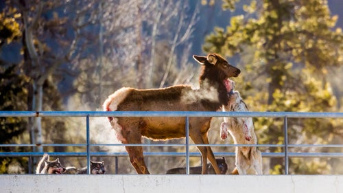 It was about 5 degrees Fahrenheit at 10 a.m. when Martin came across the attack. Heat can be clearly seen escaping from the elk’s wounds and the animals’ breaths.