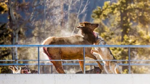 “During the struggle, the elk was pulled down twice and recovered her legs before being taken down for good by the alpha in a twisting move of immense power,” Martin says.