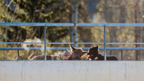 “It was incredible to watch how the teamwork of the wolves,” Martin says. “It was violent, but I did not feel disturbed.”