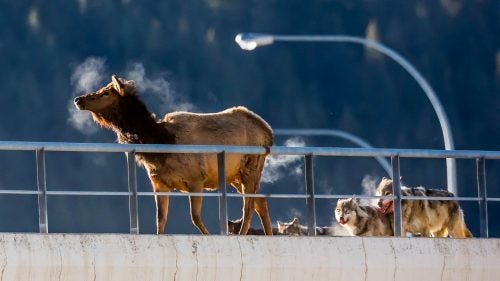 Nature photographer Christopher Martin was driving on a highway through Banff, Alberta, last weekend, when when he noticed an elk on a railway overpass ahead of him, behaving oddly. As is his instinct, Martin grabbed his camera and started snapping photos. “When I did, a wolf’s head came into view. It leaped up and bit the elk’s neck,” he says. Martin kept shooting.
The pack roams a large section of Bow Valley, where Banff is located, and Martin had spotted them before.