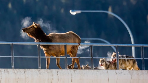 Nature photographer Christopher Martin was driving on a highway through Banff, Alberta, last weekend, when when he noticed an elk on a railway overpass ahead of him, behaving oddly. As is his instinct, Martin grabbed his camera and started snapping photos. “When I did, a wolf’s head came into view. It leaped up and bit the elk’s neck,” he says. Martin kept shooting.
The pack roams a large section of Bow Valley, where Banff is located, and Martin had spotted them before.