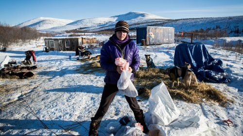 Ryne Olson at the Mile 101 checkpoint during her first Yukon Quest in 2015. She was formerly Aliy Zirkle’s dog handler and raced their SP Kennels team in the 2012 Iditarod. This year she will run her own Ryno Kennel’s dog team. Olson is an up-and-coming musher to watch; she recently placed second in the Copper Basin 300, a mid-distance dogsled race.
