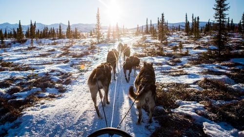 A training run with Kristin Knight Pace and the Hey Moose! Kennel canine athletes near Healy, Alaska.