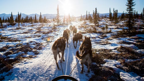 A training run with Kristin Knight Pace and the Hey Moose! Kennel canine athletes near Healy, Alaska.