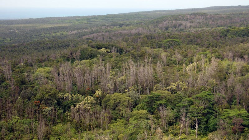 Dead ohia trees pepper a swath of forest on Hawaii's Big Island.