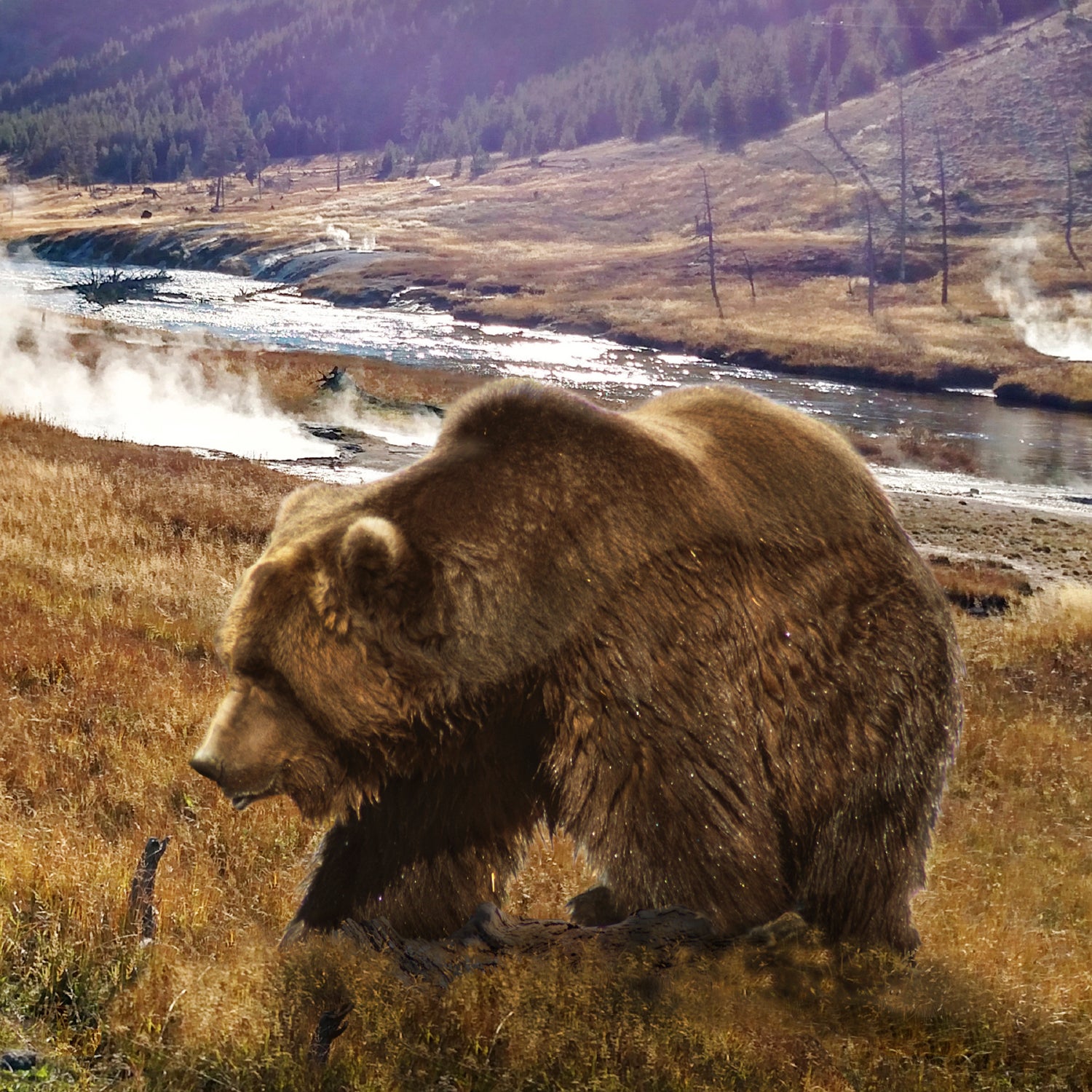 Yellowstone's grizzly bears may soon lose their protected status.
