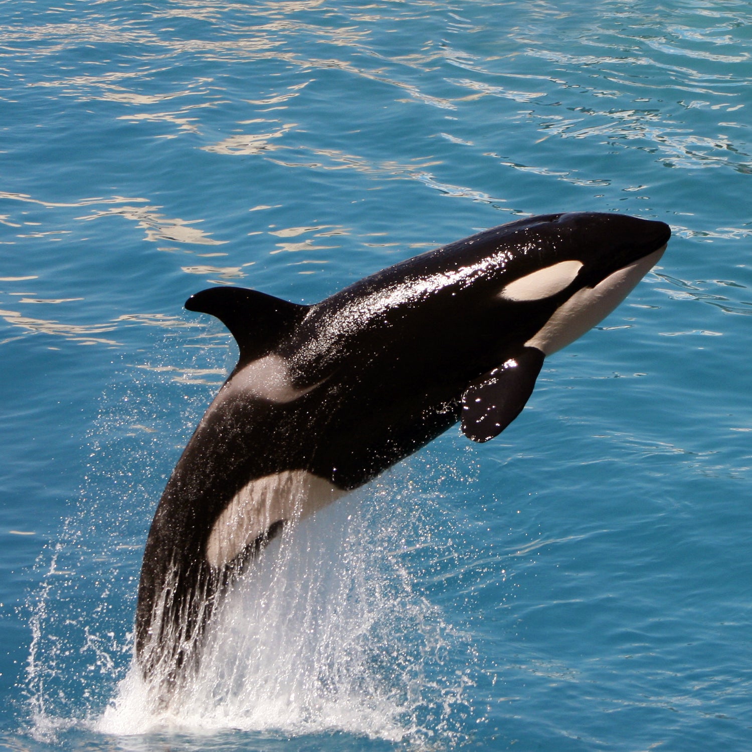 killer whale jumping out of water