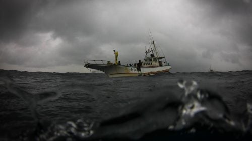 The scientific expedition operated out of a 40-foot fishing boat, the Otomaru. While Healey and Zimmerman spent their days underwater hunting for hammerheads, the Otomaru was rocked by storm waves: “One moment the gunwale is ten feet in the air, the next it’s slamming into the water,” wrote correspondent Thayer Walker. “It was sketchy,” Zimmerman adds.
The potentially dangerous storm took a toll on most, but not all, of the crew. “The scientists are shell-shocked, and the crew is angry,” Walker wrote. “The captain cranks the throttle to head back to shore. Healey throws his arms toward the heavens triumphantly, a grin stretching from here to the mainland.”