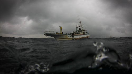 The scientific expedition operated out of a 40-foot fishing boat, the Otomaru. While Healey and Zimmerman spent their days underwater hunting for hammerheads, the Otomaru was rocked by storm waves: “One moment the gunwale is ten feet in the air, the next it’s slamming into the water,” wrote correspondent Thayer Walker. “It was sketchy,” Zimmerman adds.
The potentially dangerous storm took a toll on most, but not all, of the crew. “The scientists are shell-shocked, and the crew is angry,” Walker wrote. “The captain cranks the throttle to head back to shore. Healey throws his arms toward the heavens triumphantly, a grin stretching from here to the mainland.”