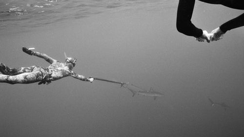 For the trip, Zimmerman often shot 35 millimeter black and white film on his Calypso camera, a Nikon originally conceived by Jacques Cousteau. “I’ve gotten better results with black and white,” Zimmerman says. “The way the tones translate to black and white film, it just works. It’ll do more of a subtle shift of tones — in color you’ll just see blue and it just registers as blue, but with black and white you see the shifts in gray in the highlights and shadows.”
Here, Healey tags Galapagos sharks for the expedition.