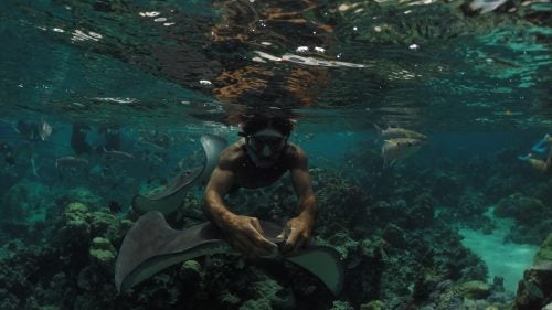 “This is Wilfred again, riding a Stingray over to me to hand off a half Sardine,” Healey says. Healey then hitched a Stingray ride of his own and was dragged along until the ray found a giant eel. “Sounds ridiculous, but it’s true.”