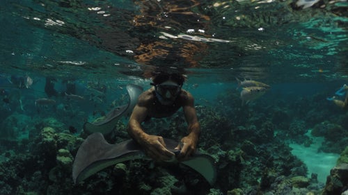 “This is Wilfred again, riding a Stingray over to me to hand off a half Sardine,” Healey says. Healey then hitched a Stingray ride of his own and was dragged along until the ray found a giant eel. “Sounds ridiculous, but it’s true.”