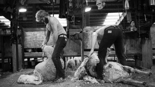 Earlier this month, the Helle Rambouillet Ranch, a fourth-generation family sheep operation on 25,000 acres outside Dillon, Montana, held its annual shearing. Photographer David Stubbs captured the action as highly skilled workers took more than seven tons of raw Rambouillet wool off the animals. That wool will soon be cleaned, combed, spun, knitted, dyed, finished, cut, and turned into sweaters, jackets, baselayers, hats, and other products for boutique U.S. wool apparel maker Duckworth.
Photo: Father and son shearing duo Chris and Mike Schultz (from left) work on pair of sheep.