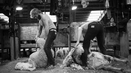 Earlier this month, the Helle Rambouillet Ranch, a fourth-generation family sheep operation on 25,000 acres outside Dillon, Montana, held its annual shearing. Photographer David Stubbs captured the action as highly skilled workers took more than seven tons of raw Rambouillet wool off the animals. That wool will soon be cleaned, combed, spun, knitted, dyed, finished, cut, and turned into sweaters, jackets, baselayers, hats, and other products for boutique U.S. wool apparel maker Duckworth.
Photo: Father and son shearing duo Chris and Mike Schultz (from left) work on pair of sheep.