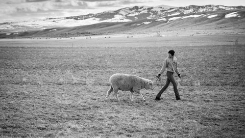 Alisha Bidwell leads a sheep ahead of the herd on the Helle Rambouillet Ranch.