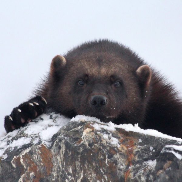 “Anything you can train a dog to do, you can train a wolverine to do, five times quicker,” Miller says.