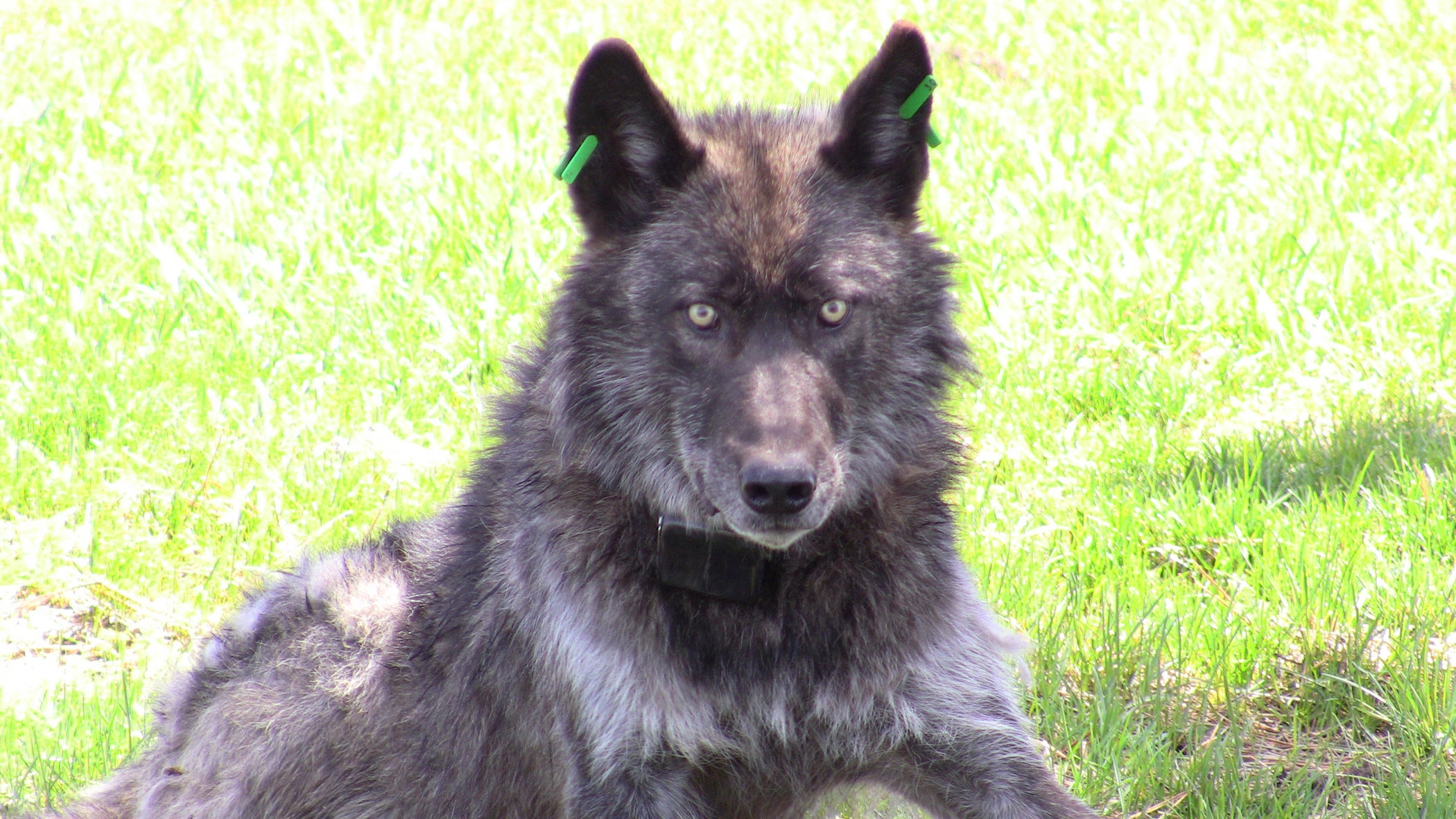 A heavily sedated OR4, shortly after being fitted with a new tracking collar and ear tags in 2011. 
