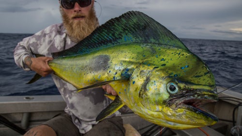 One of several mahi-mahi to come to hand during the team’s final day in Samoa. Fatu knows where to go for fish and doesn’t let foul weather deter him. While the mahi weren’t trophy-sized, they were healthy and good fighters. After a week with few fish, both of us were more than happy to see them.