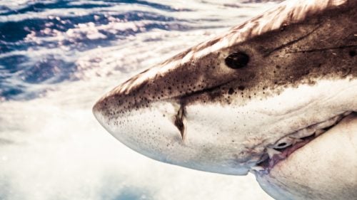 Muller’s conversion experience traces back to 2007, when he dropped into a cage off the coast of Guadalupe Island, 130 miles west of Baja California. Ultraclear waters make it one of the best viewing locations on earth. “After five minutes in the water, a great white appeared out of the darkness,” says Muller. “I’d been programmed to think that swimming by me was a mindless killing machine. Instead I saw a calm, highly intelligent, calculated creature. We locked eyes, and that was it.”