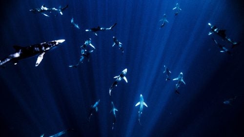 Blue sharks, 40 miles south of Cape Town, January 2014.
“Over the years I’ve had many high-profile actors, athletes, and musicians ask to go diving, but when the time comes to book the ticket, most find a reason they can’t go... but not Ben Stiller. Knowing full well that if I took him down to see great whites first he’d probably never get in the water again, I decided it would be better to start with sevengills, a prehistoric breed of sharks that are typically pretty mellow until you break out a piece of fish. Dropping down we came into a junglelike area where 25 or 30 were circling around. Stiller was in heaven.
“The second day, we went 50 miles out to sea and dropped into a part of the ocean that is 3,000 feet deep to swim with 130 blue sharks and a half dozen makos. There were sharks everywhere! When I handed Ben one of my cameras, he said, ‘Mike, I don’t want to take pictures, I’m fine to just watch.’ Laughing, I explained that the camera was for protection, what we use to bat the sharks away when they get too curious or decide they want to take a taste.”