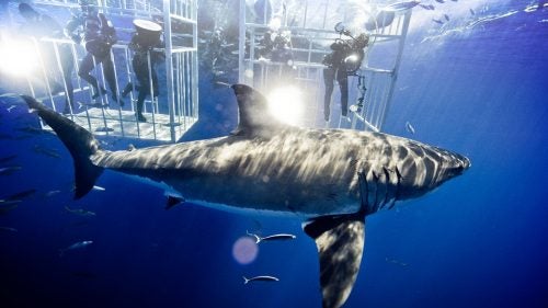 Muller's crew lights a great white from cinema cages, Guadalupe Island, October 2009.