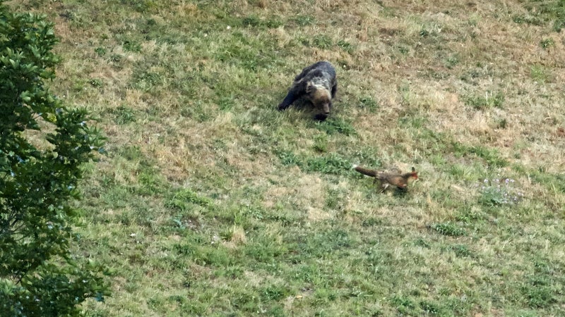 Gareth observed a brown bear and red fox playing a game of chase. The fox was probably trying to drive the bear away from its den. Brave fox.