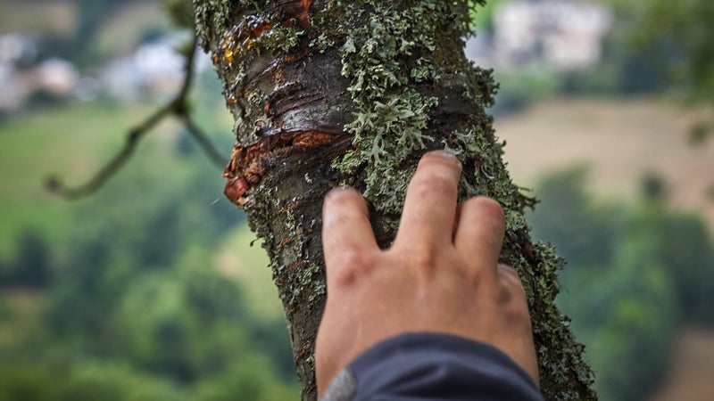 Open, sappy scratches on a tree at head height? A sure sign there's bears in the area.