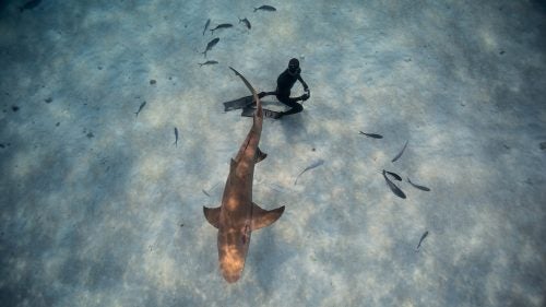 Eusebio kneels beneath the belly of a lemon shark. We never take our eyes off any of the sharks while in the water and have to be aware of any change in behavior or mood in case it was time to retreat to the boat.