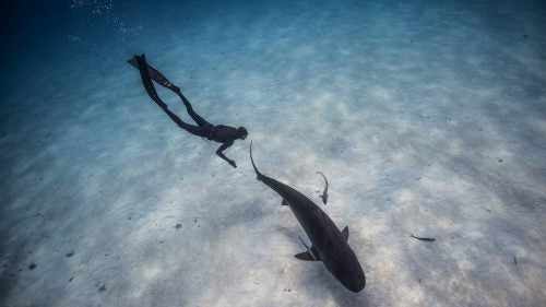 Eusebio and a tiger shark on the sandy shallows of Tiger Beach. These tigers ranged from 11 to 14 feet in length and some days we were surrounded by up to six tigers at once. It takes experience, knowledge, and constant awareness to freedive with any type of shark. Ultimately sharks are apex predators and we have entered their environment knowing and accepting that there are risks.
