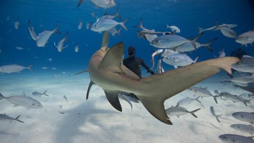 Eusebio faces off with a lemon shark using eye contact and a ‘shark deterrent device’, which is basically a PVC pipe one meter in length. It’s not used to harm the shark in anyway, however to be placed between your body and the shark should they come in for an investigative bump as sharks use their mouths much like we use our hands.