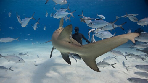 Eusebio faces off with a lemon shark using eye contact and a ‘shark deterrent device’, which is basically a PVC pipe one meter in length. It’s not used to harm the shark in anyway, however to be placed between your body and the shark should they come in for an investigative bump as sharks use their mouths much like we use our hands.