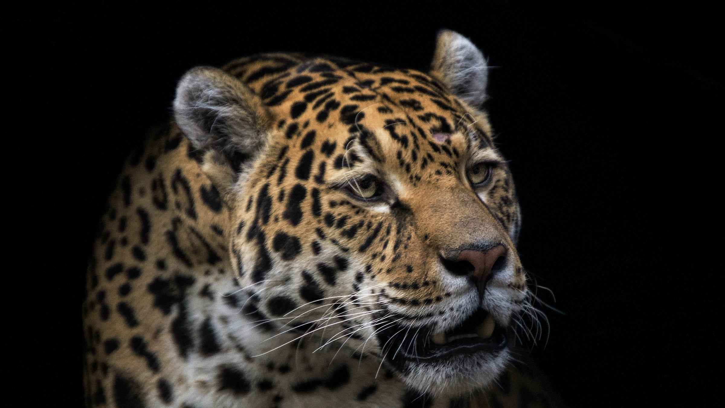The Jaguar is the species most threatened by the proposed border wall. Its construction would almost certainly mean the end of wild jaguars in the US. 