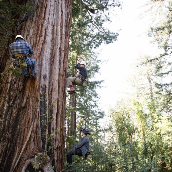 Once a year, Tim Kovar takes small groups up Grandfather, as this redwood is known.